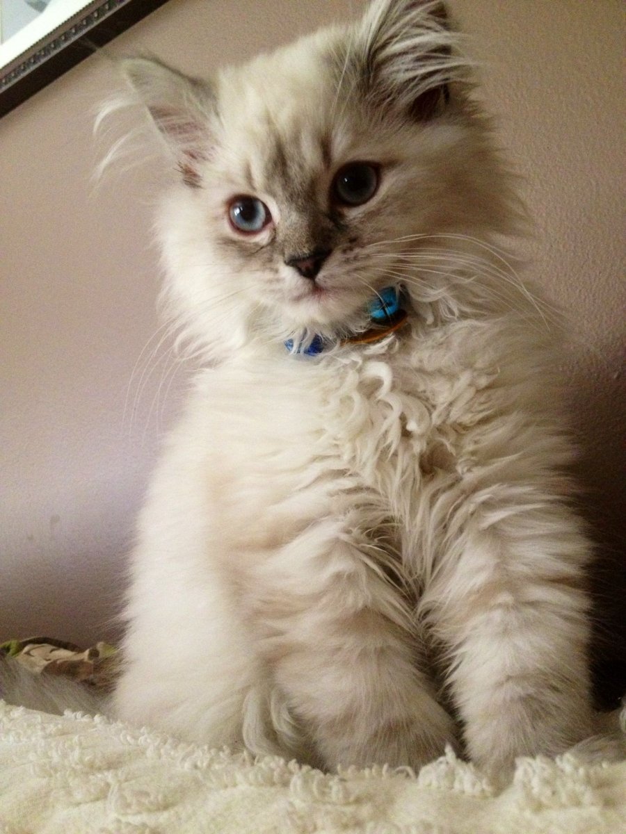 Рагамаффин (порода кошек)