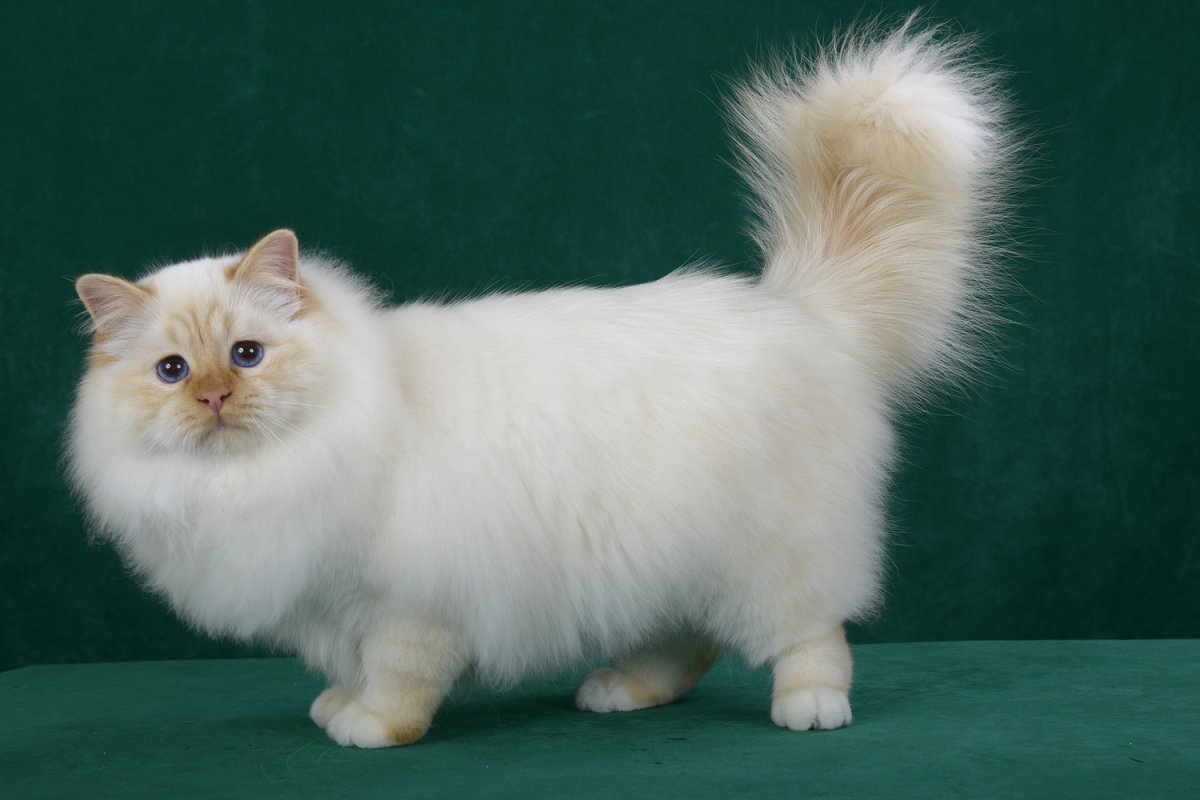 Рагамаффин кошка