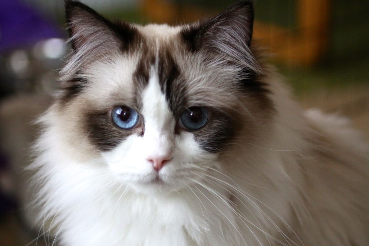 Рагамаффин трехцветный