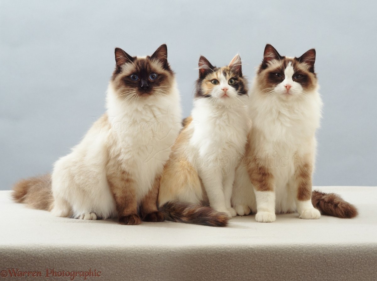 Рагамаффин биколор