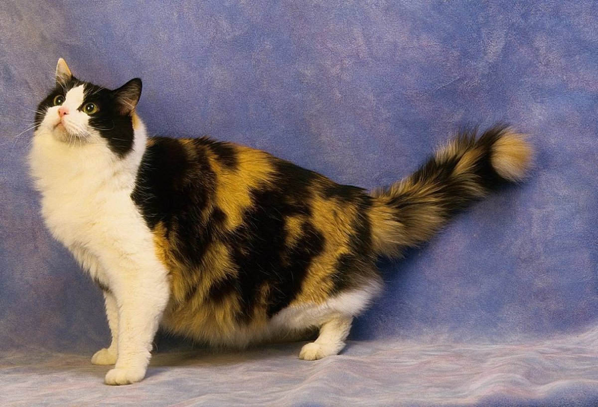 Рэгдолл и рагамаффин