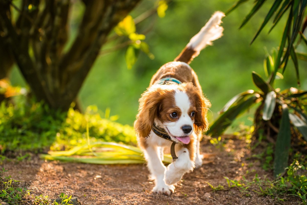 Кавалер Кинг Чарльз спаниель