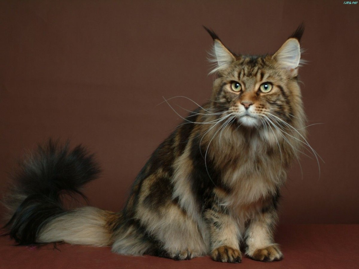 Tortoiseshell Cat порода