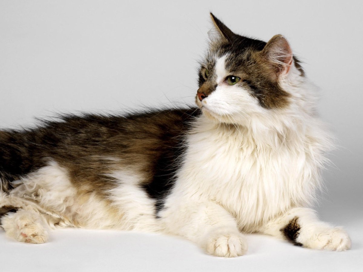 Рагамаффин трехцветный