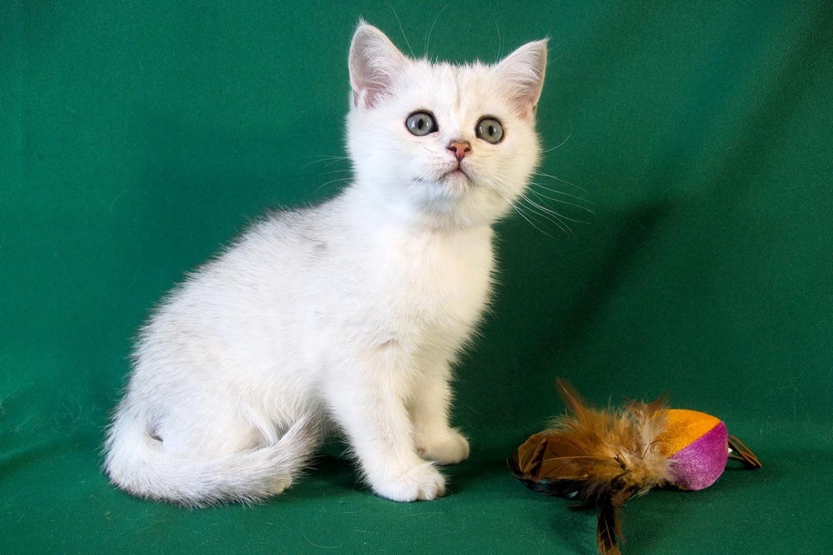 Рагамаффин рыжий