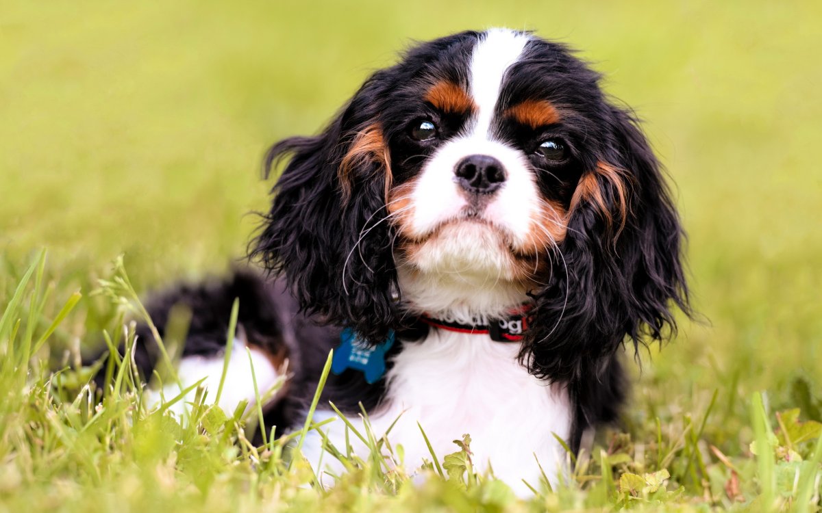 Кавалер Кинг Чарльз спаниель