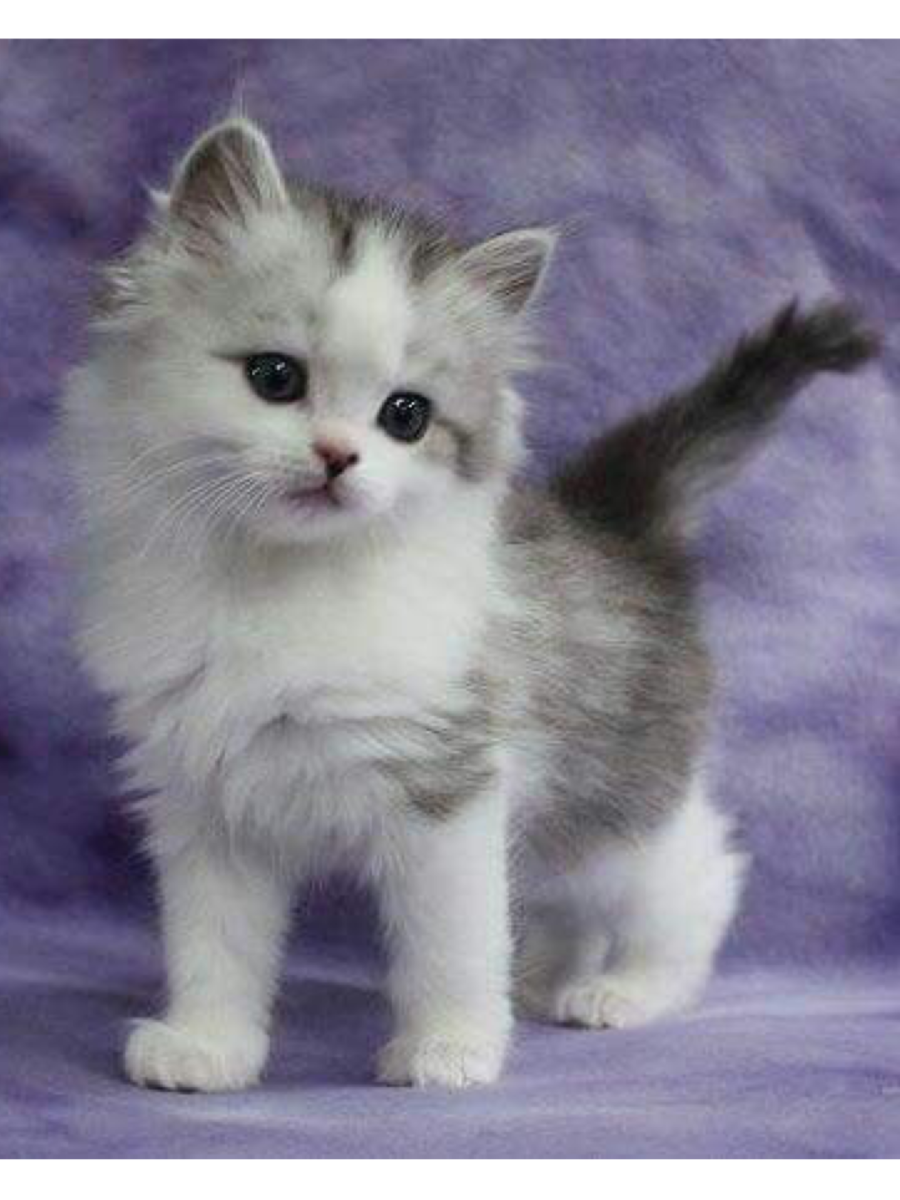 Рагамаффин серебристые котята