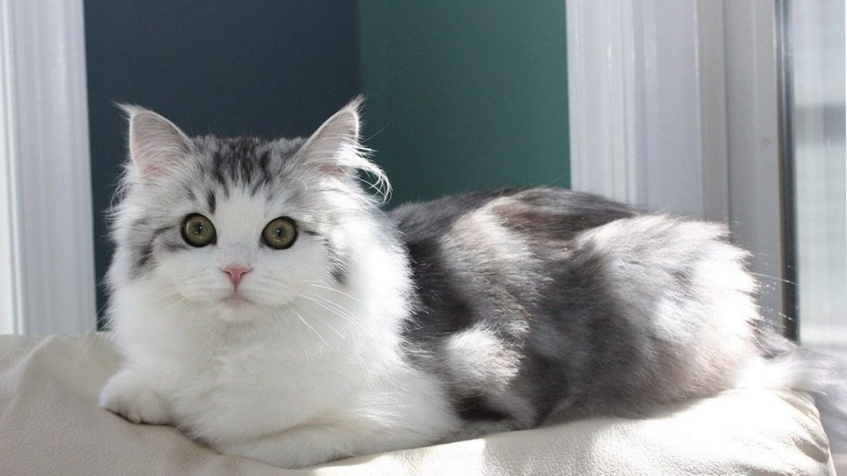 Рагамаффин биколор