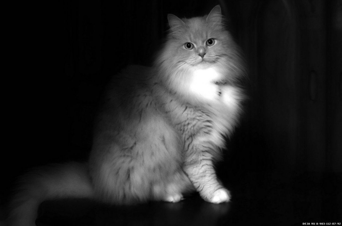 Маффин порода кошек