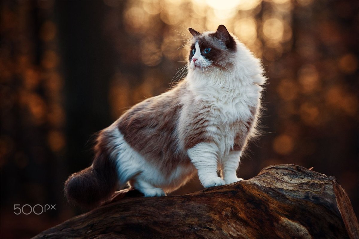 Рагамаффин вулкан