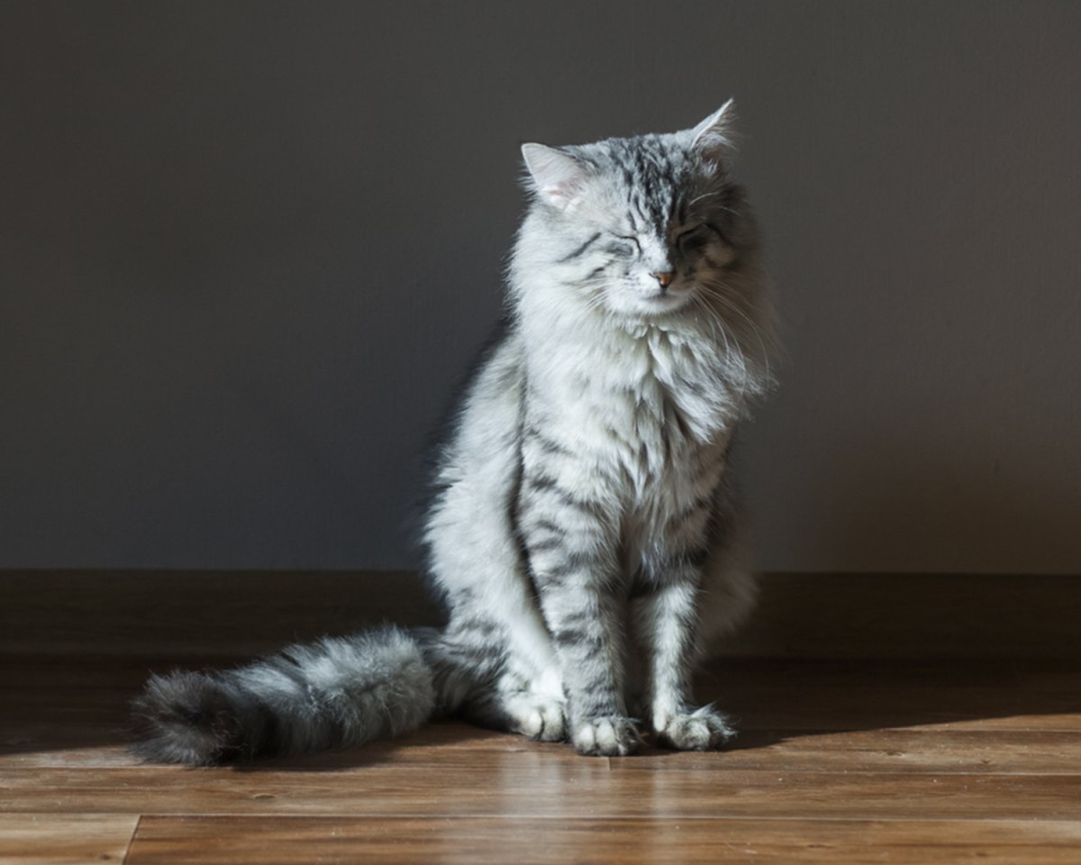 Рагамаффин порода