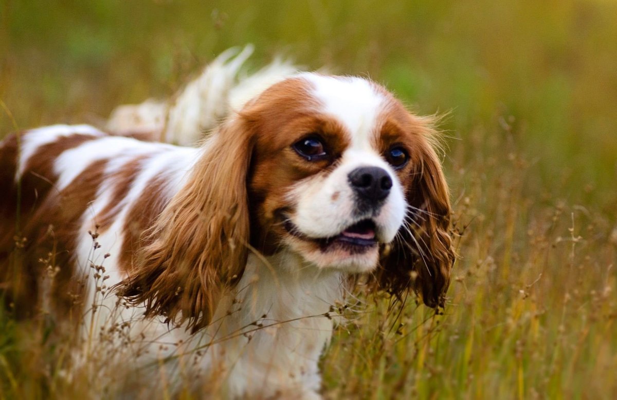 Кавалер Кинг Чарльз спаниель арт