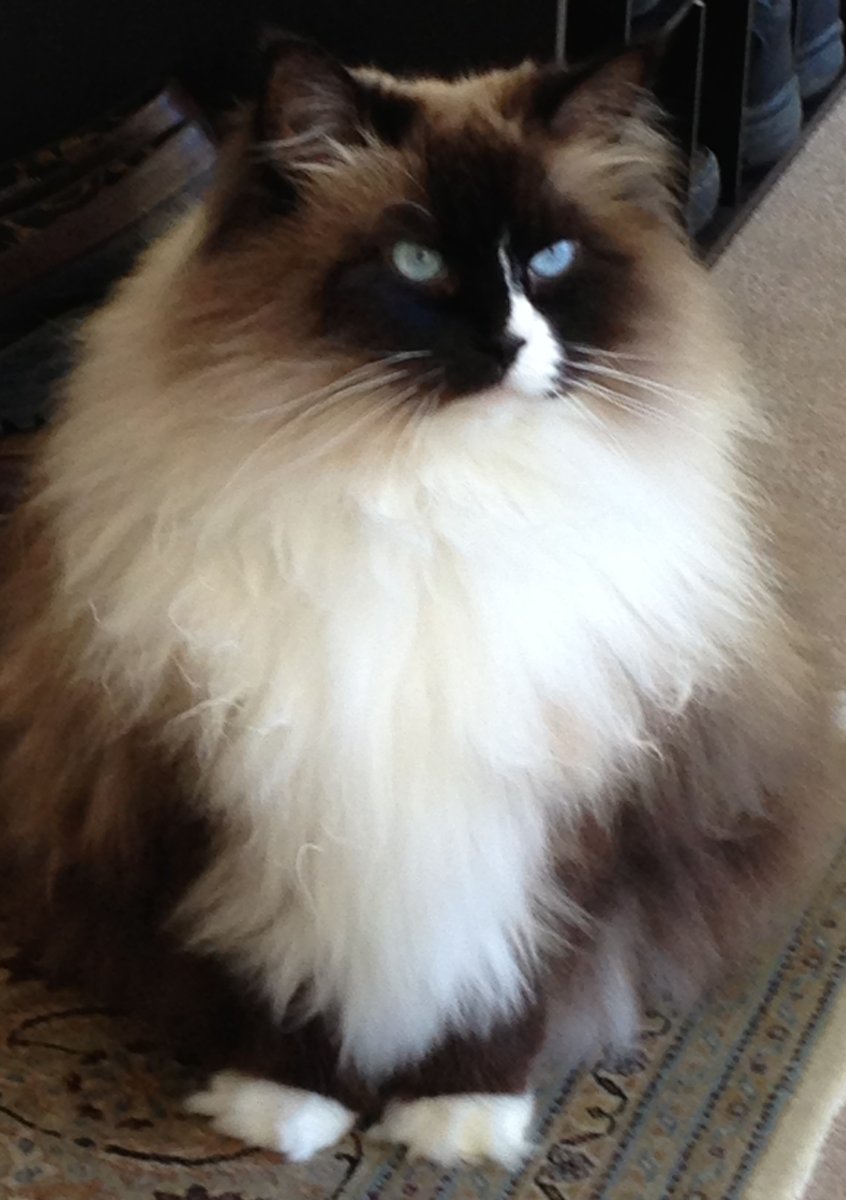 Рагамаффин кошка серая