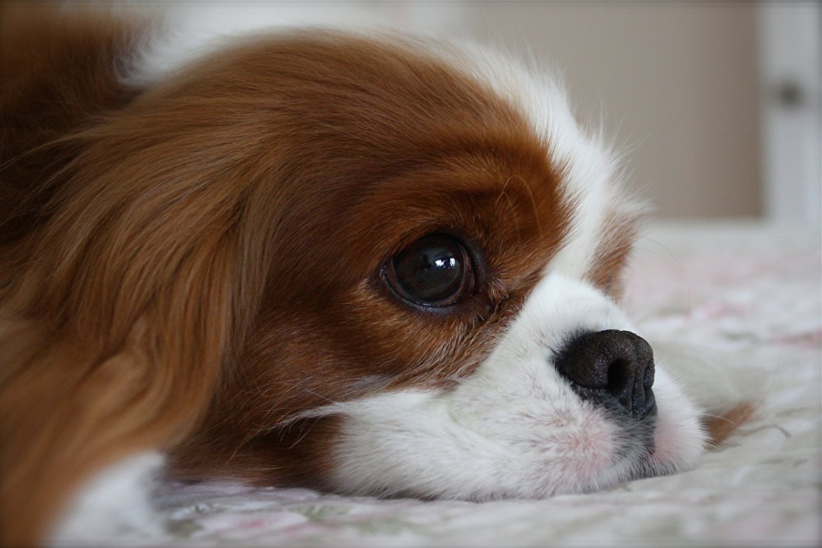 Кавалер Кинг Чарльз спаниель