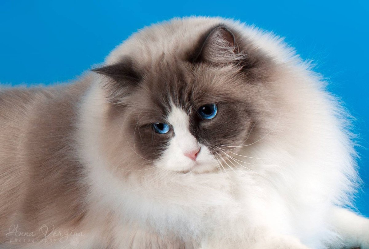 Энн Бейкер Рэгдолл