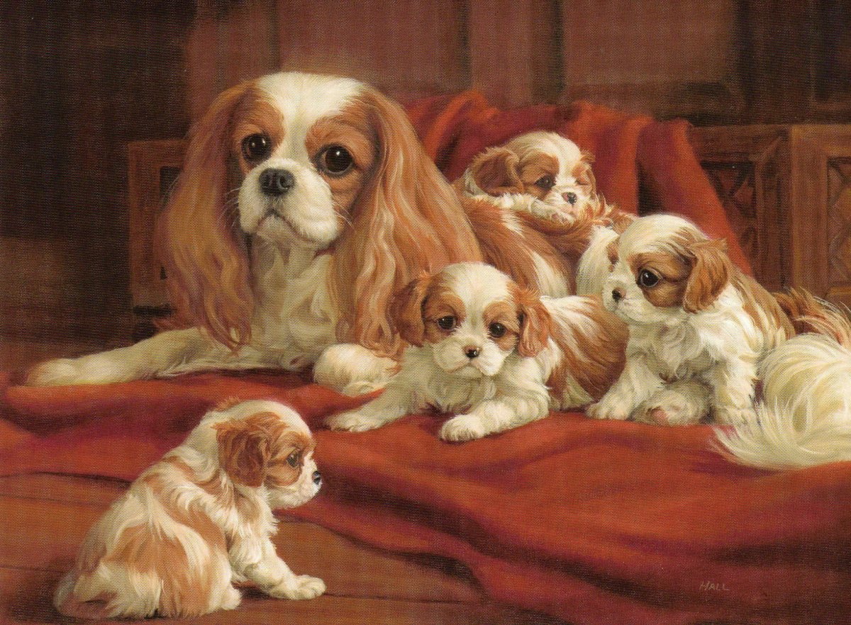 Кинг-Чарльз-спаниель щенки милые