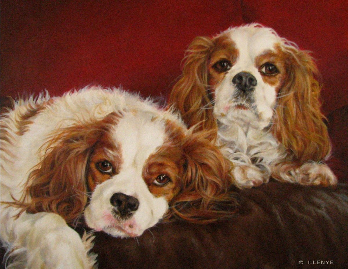 Кинг Чарльз спаниель мини