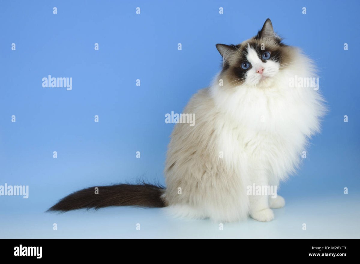 Рагамаффин (порода кошек)