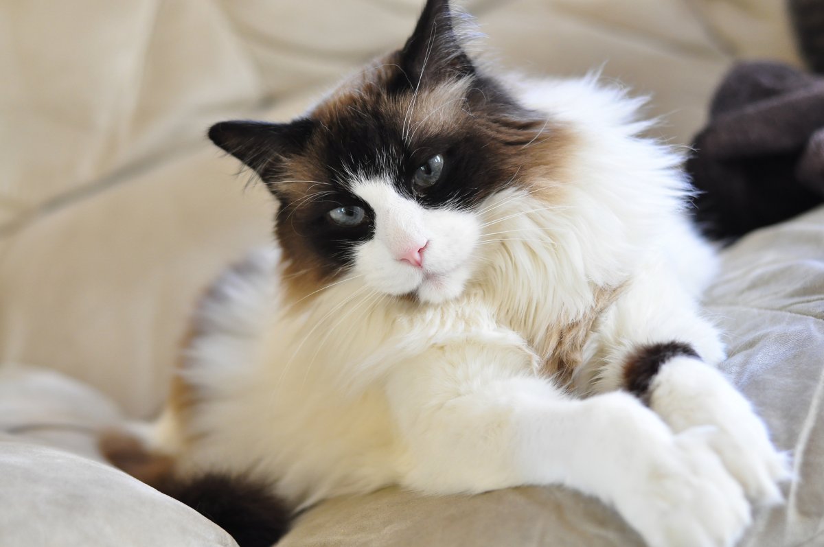 Котята породы Рэгдолл