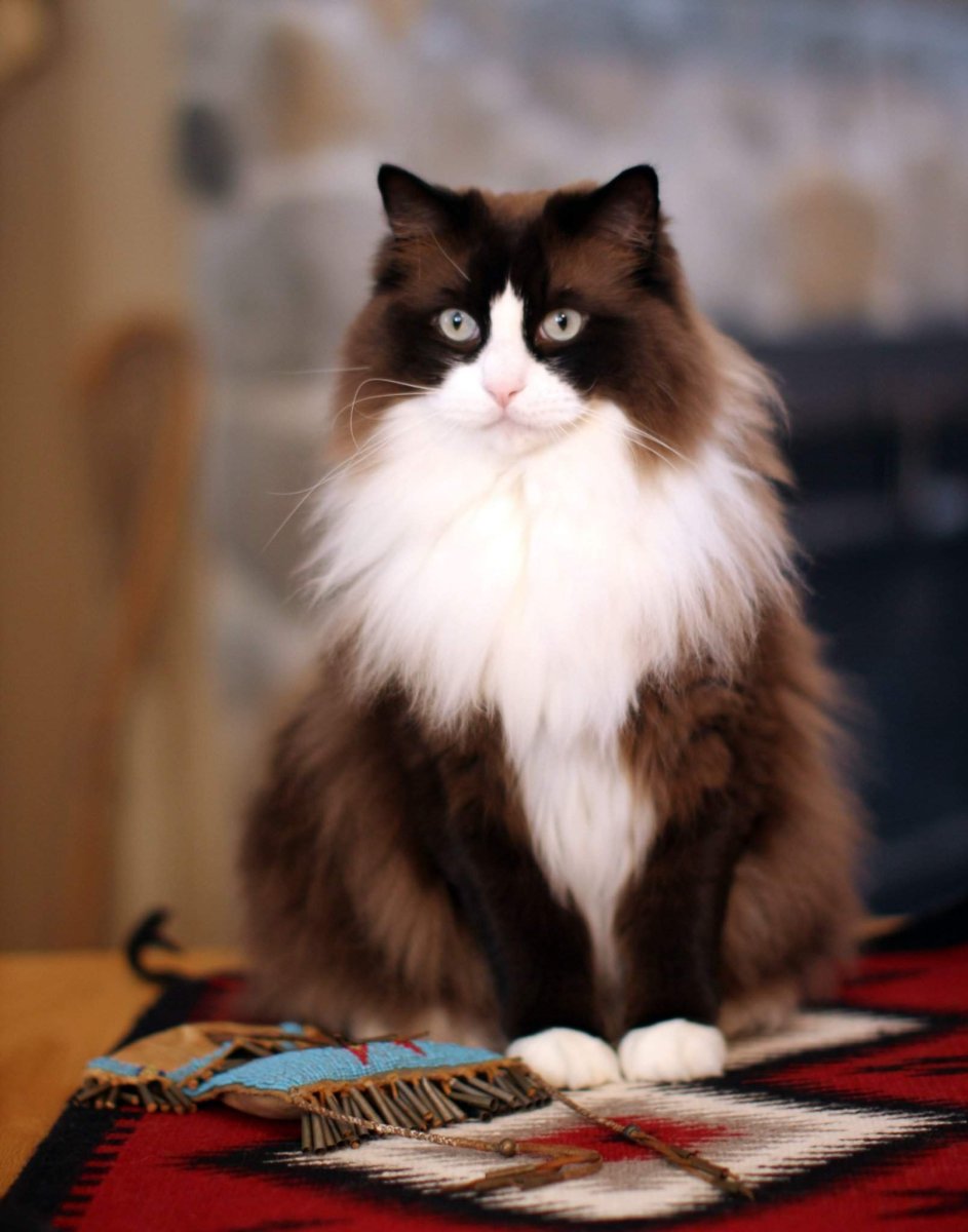 Рагамаффин золотистый