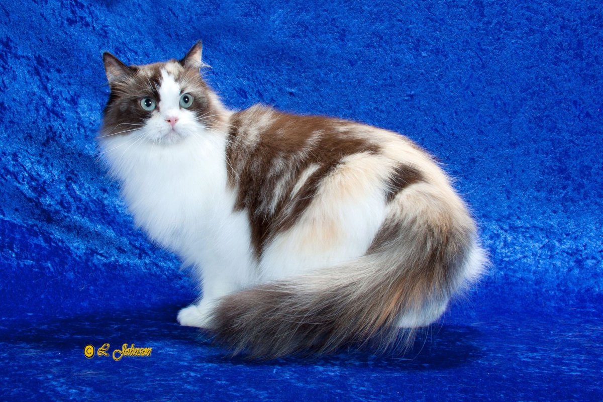 Рагамаффин кошка серая