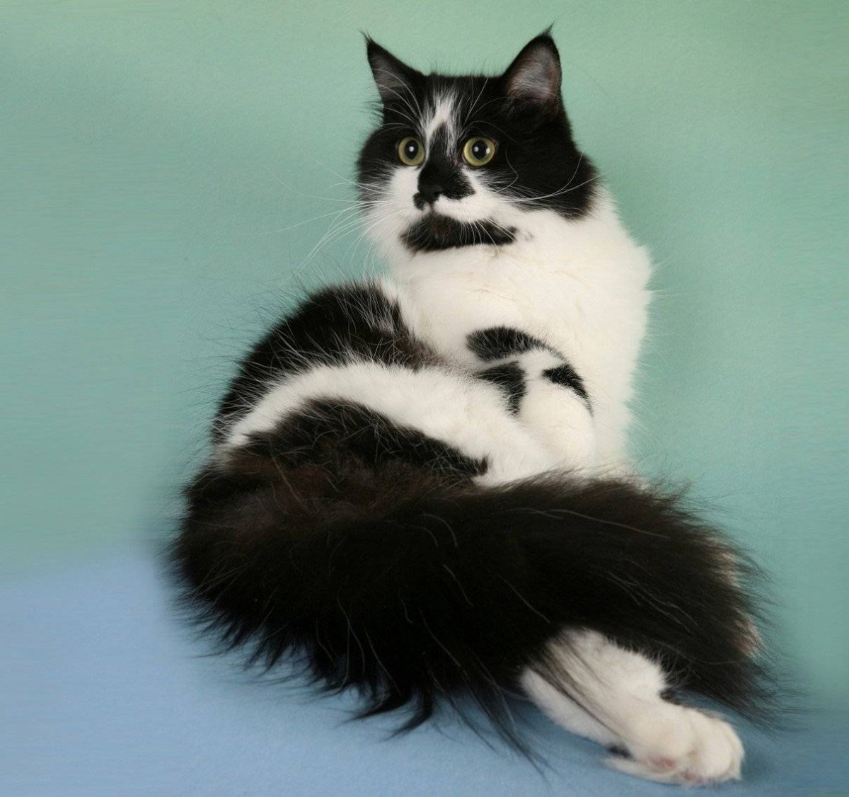 Кошка породой регмафин