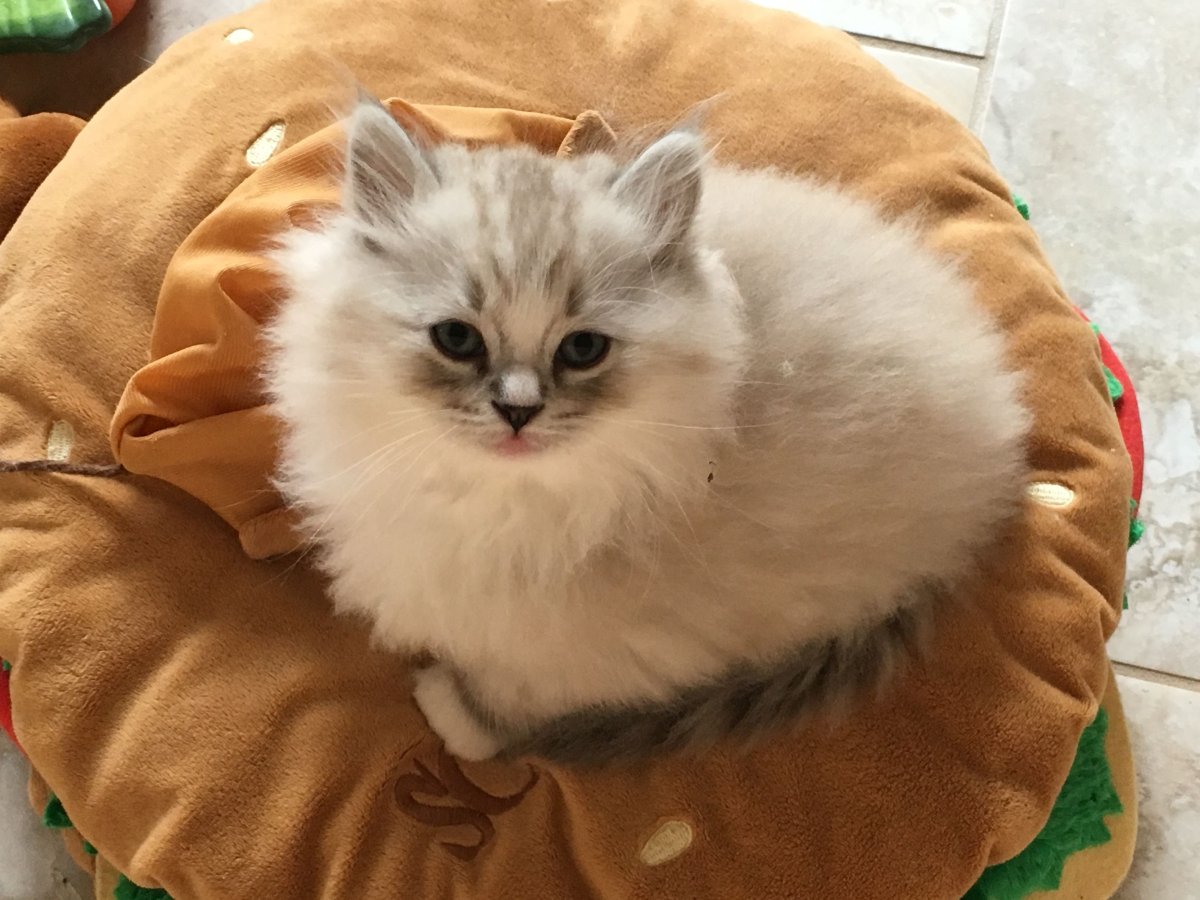 Котята рагамаффин фото