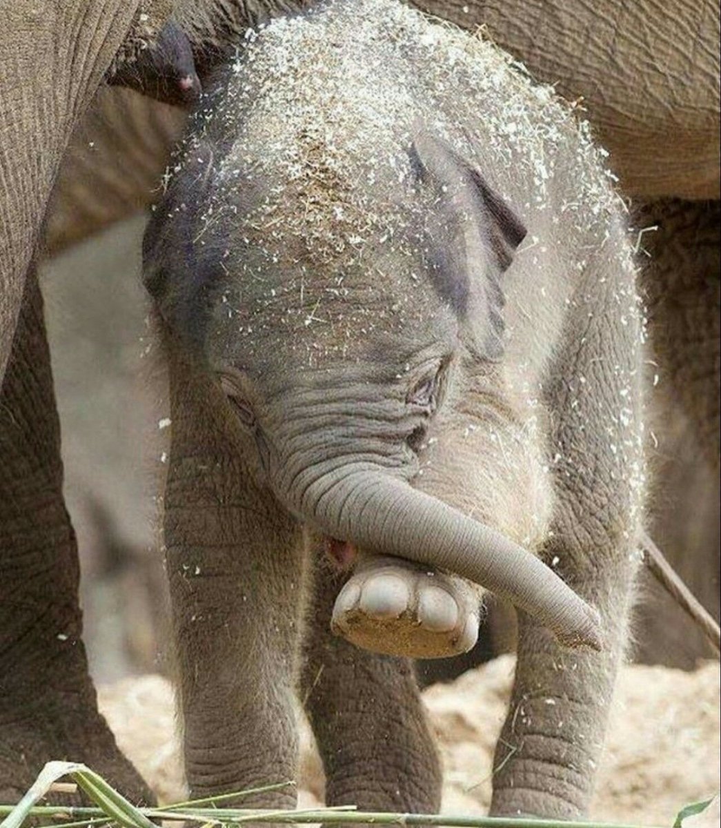 Розовые слоны