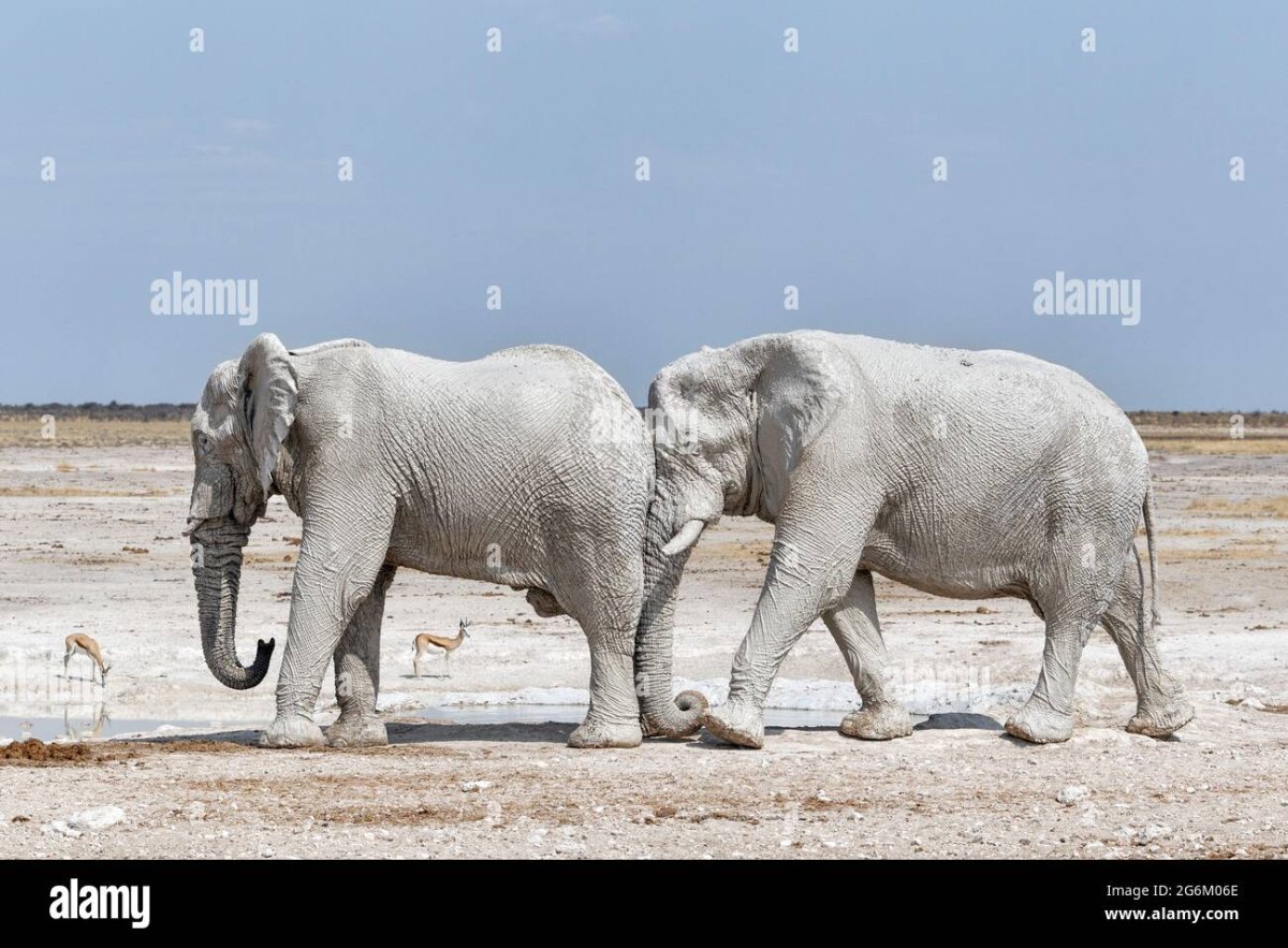 Альбиносы животные слон