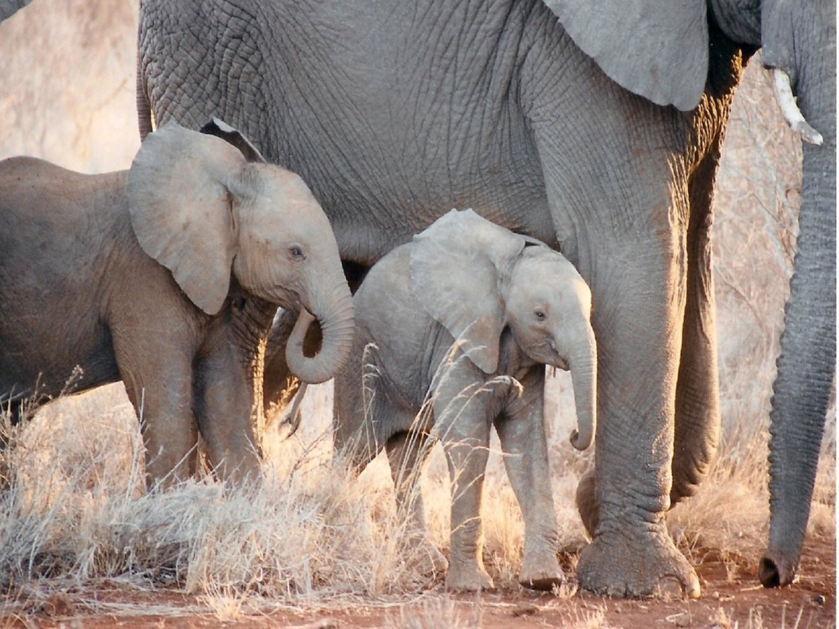 Слоны альбиносы