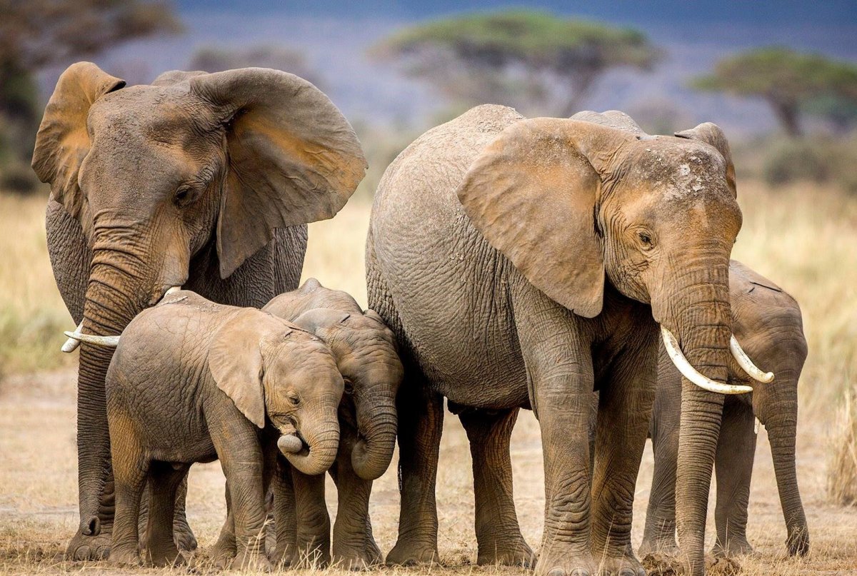 Африканский слон со слоненком