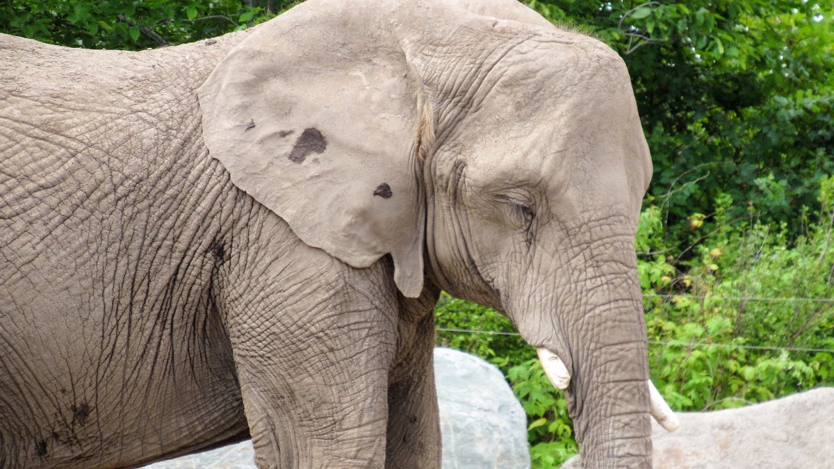 Слон альбинос в Тайланде