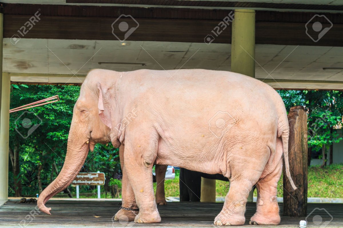 Черно белые животные