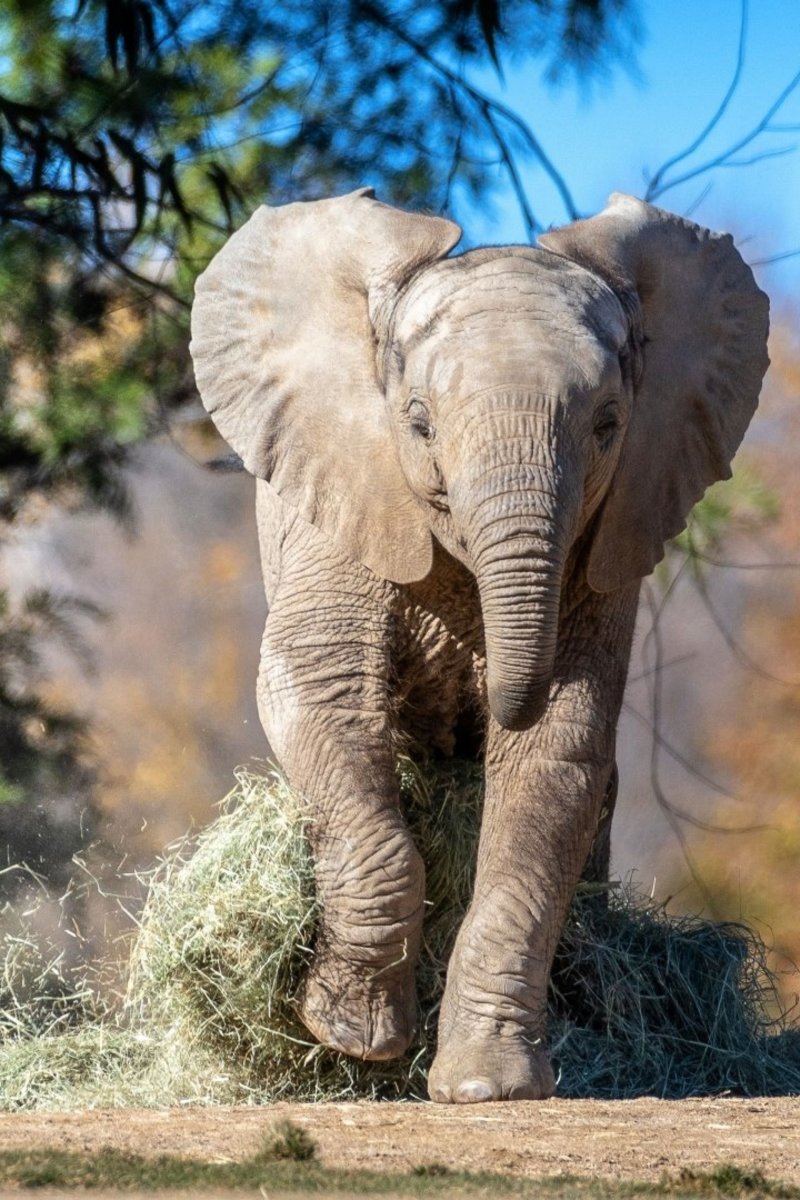 Розовый слон в природе