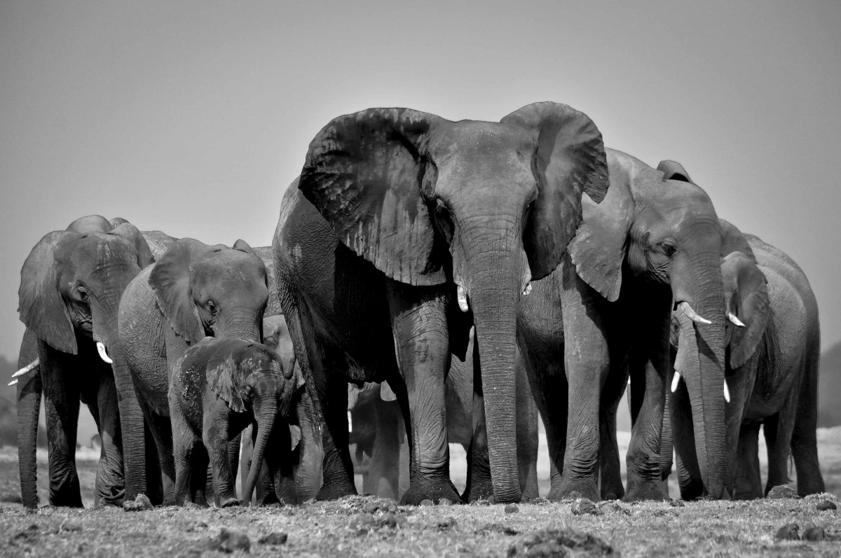 Сицилийский карликовый слон