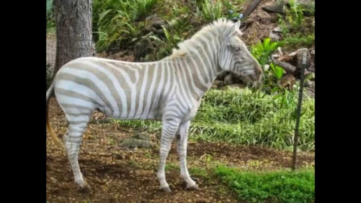 Милые слоны