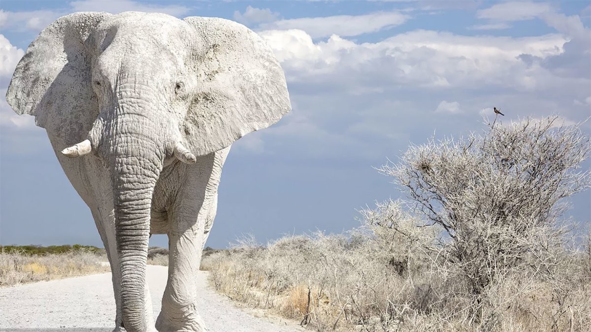Слон альбинос в Тайланде