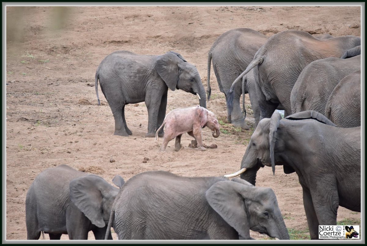 Милые африканские Слонята
