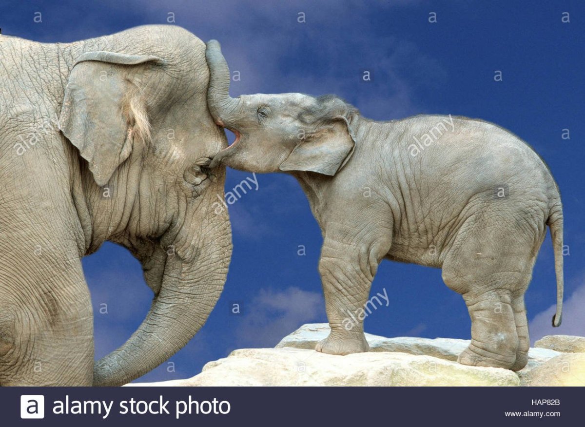 Слон альбинос