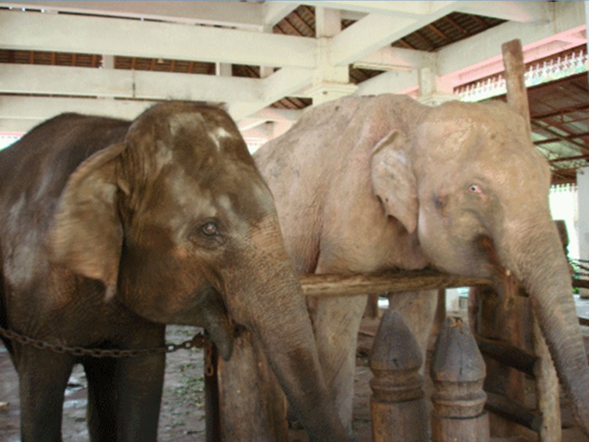 Барельеф слона на стене