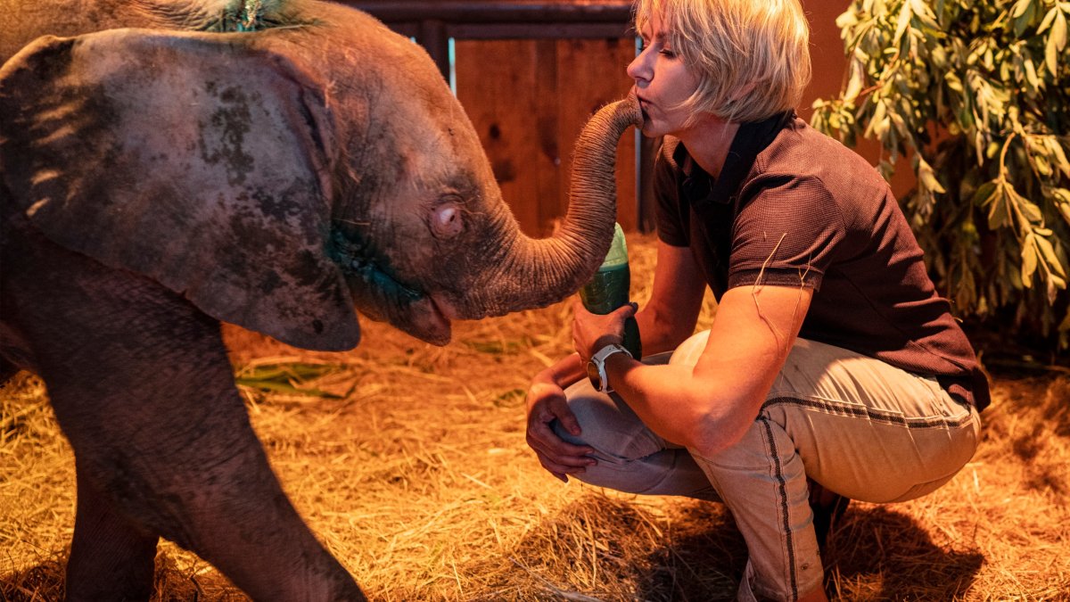 Слон и олень