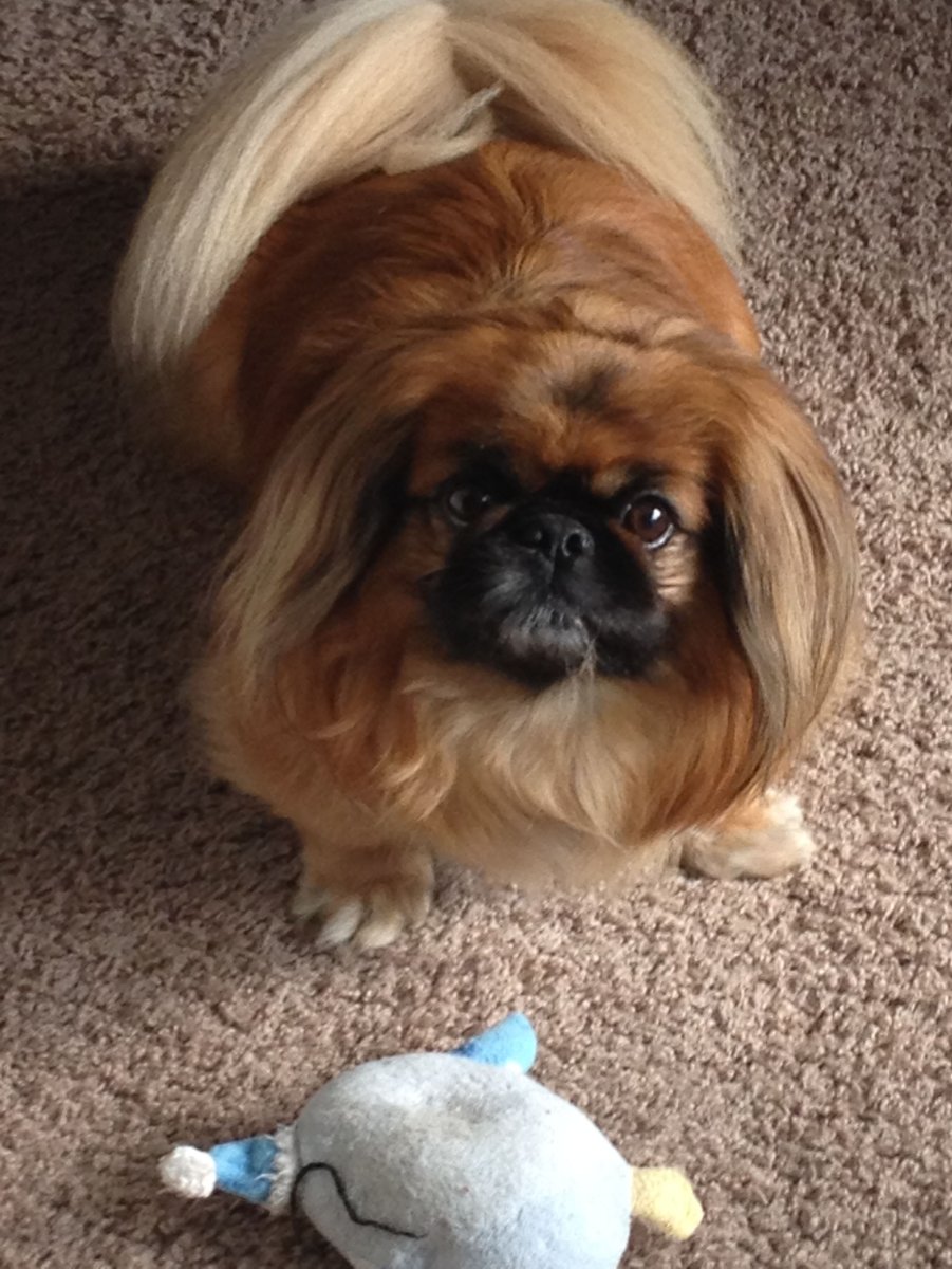 Королевский карликовый Пекинес