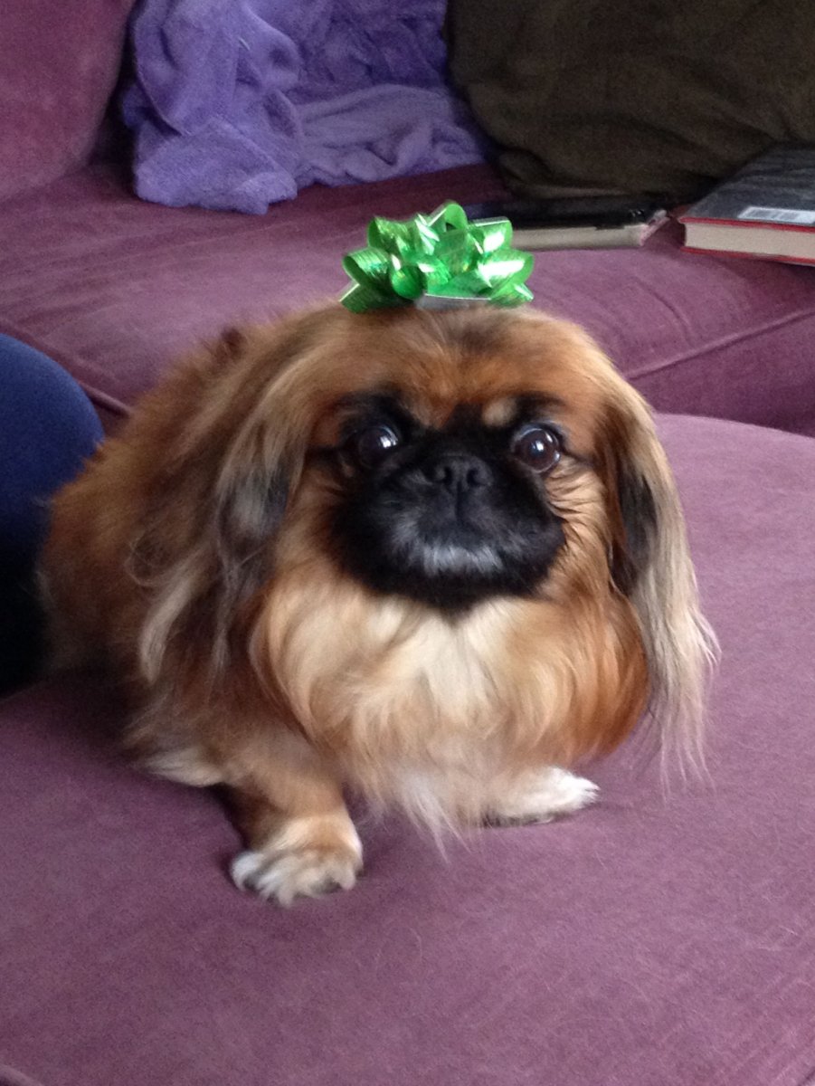 Императорский Пекинес