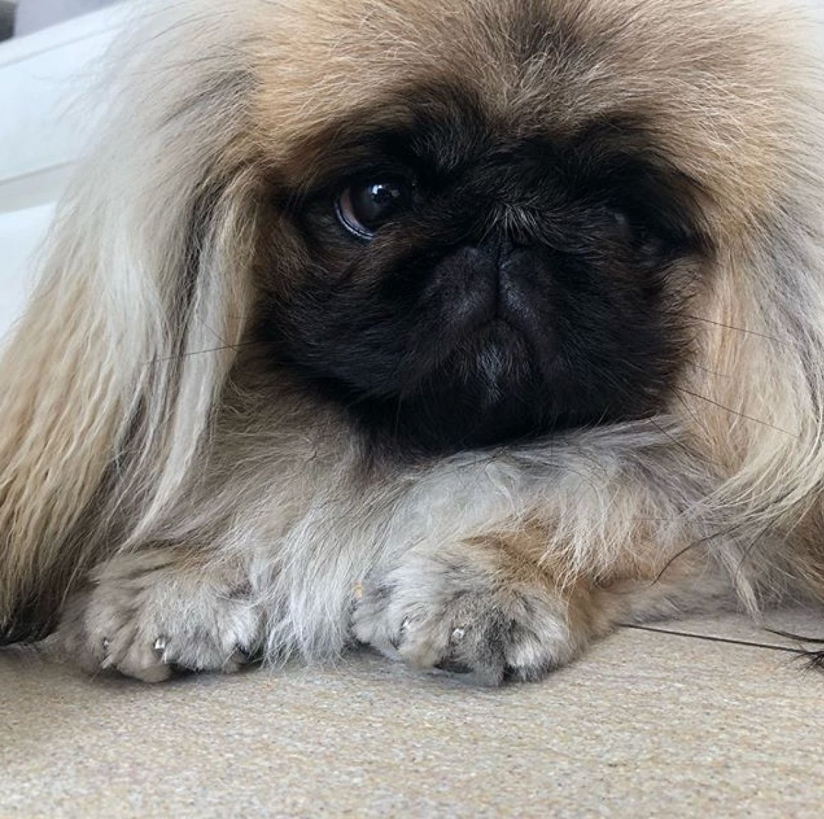 Императорский Пекинес