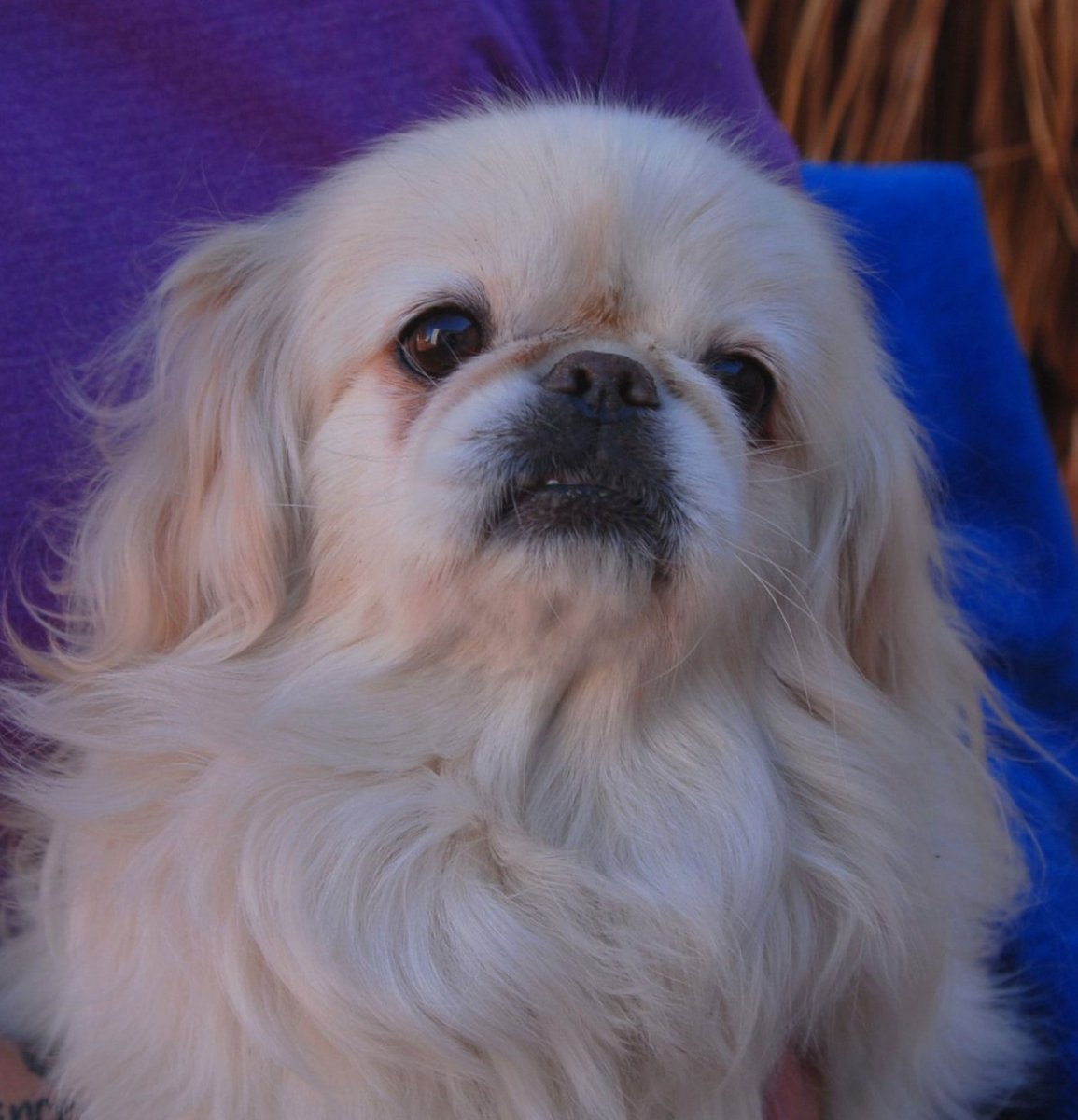 Пекинес белый