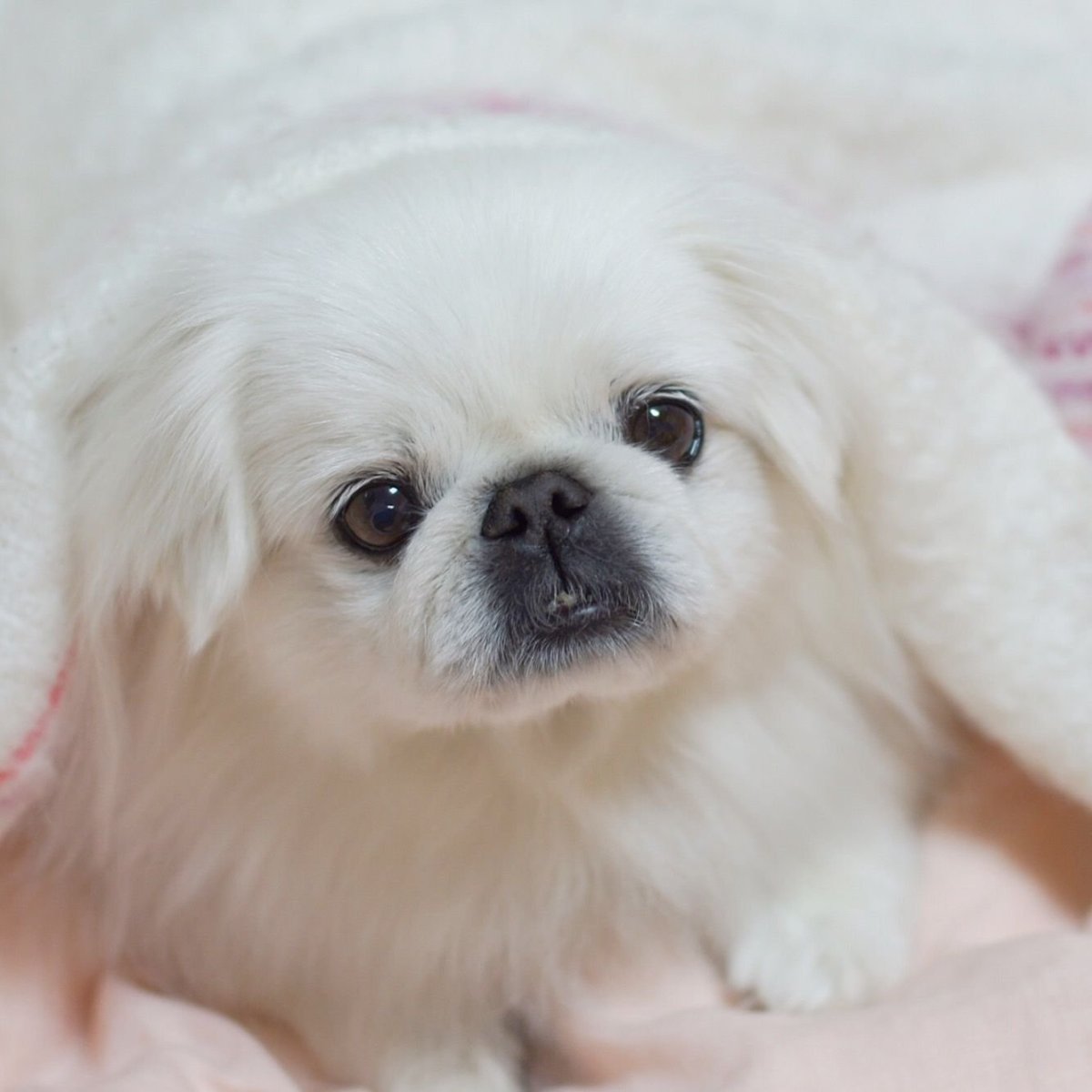 Пекинес белый