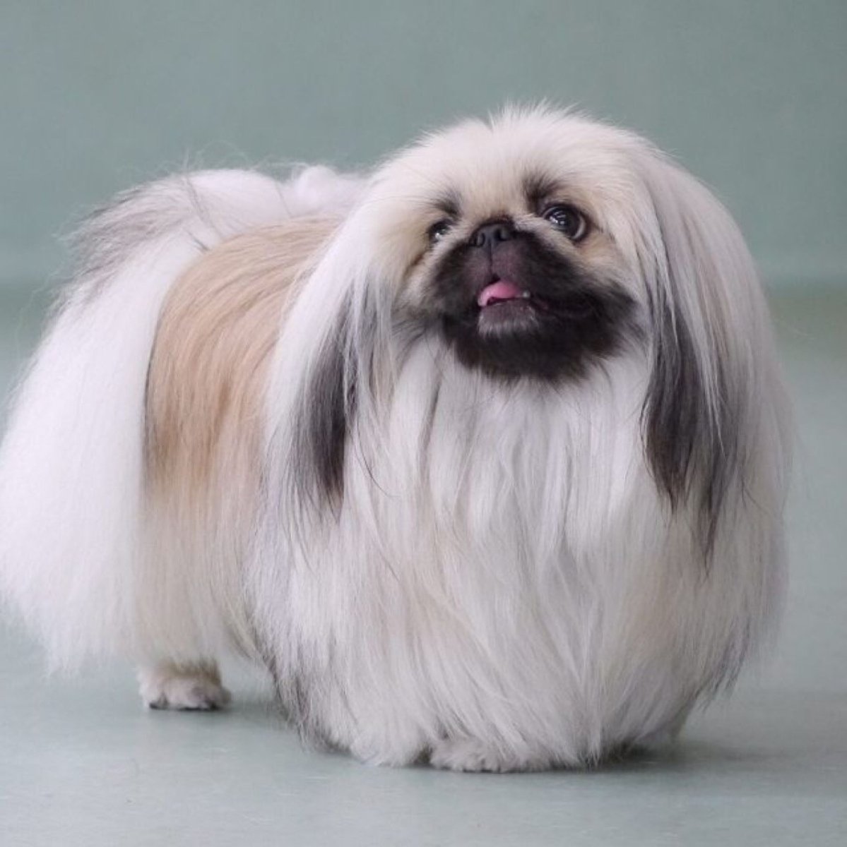 Папильон, Пекинес, американский кокер-спаниель