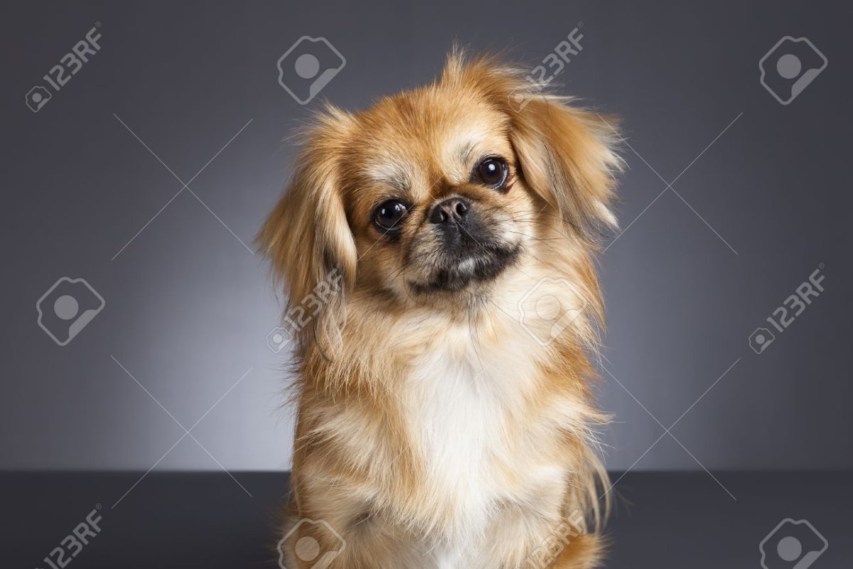 Пекинес Макс рост