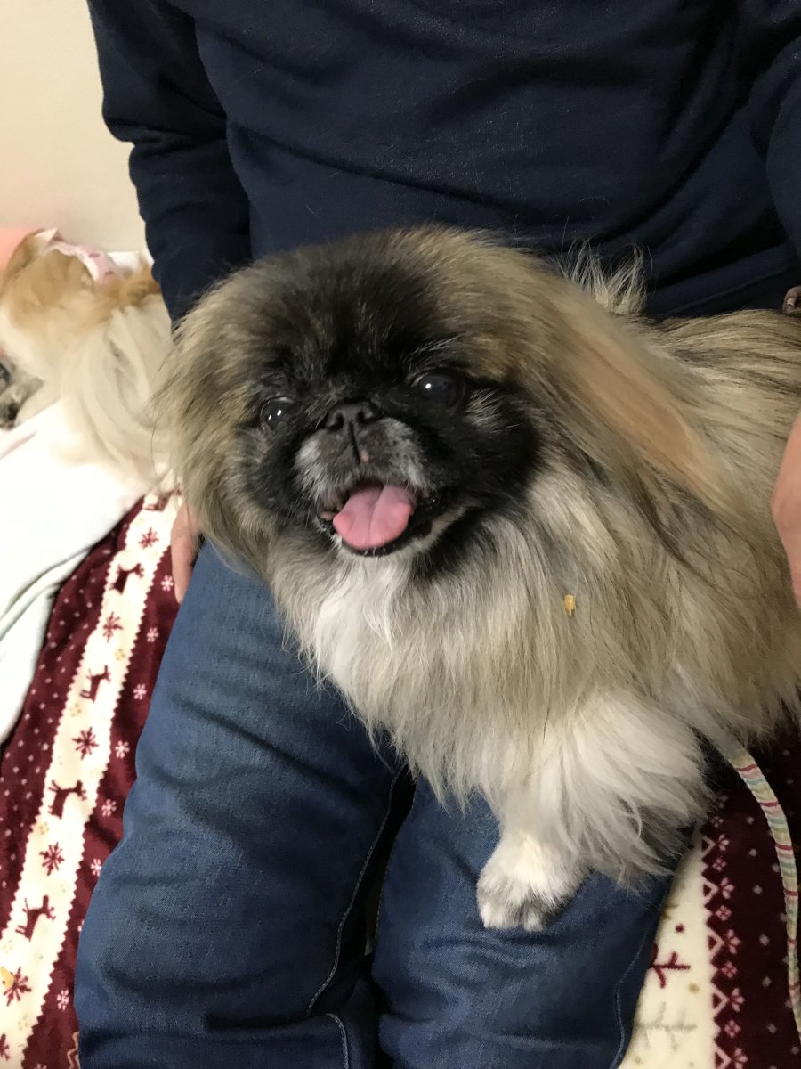 Пекинес обезьянка