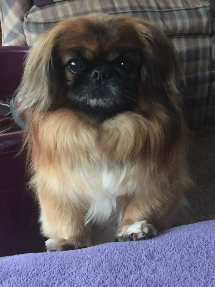 Королевский мини Пекинес